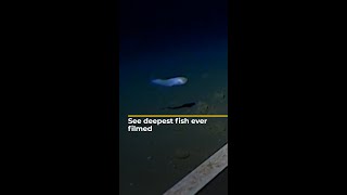 Scientists set new record for deepest fish ever filmed | AJ #shorts