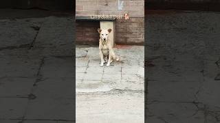 #பேச மட்டும் தெரிஞ்சா இவனோட பாசத்திற்கு அளவே இல்லை #dog#tamil #viral #trending #shorts