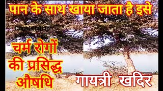 खदिर । कत्था । Khadir । katha ।  Acacia Catechu / कत्था खाने के फायदे