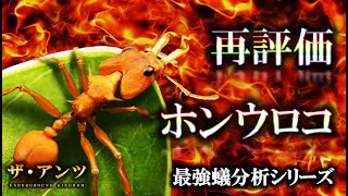 ザ・アンツ ホンウロコアリ の重要性がまた上がってきたので再評価してみる。 ( ザアンツ The Ants underground kingdom )