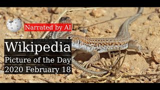 Wikipedia Picture of the Day: 2020-02-18 - Bosc's fringe-toed lizards (Narrated by Salli)