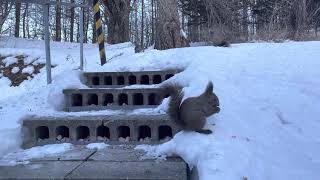 マイナス15℃のエゾリスさん達