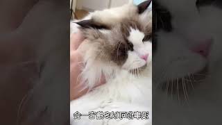 小姐姐带着零食来家里玩，猫咪像狗一样的迎接，结果都被撸秃了 #007