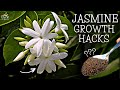 6 SECRET Jasmine Plant Growing Tips! (Use This Way)