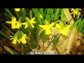 seven daffodils 일곱송이 수선화 ...song by 장호진