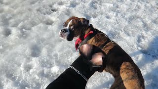 First Time at a Dog Park! 🐾 はじめてのドッグラン！