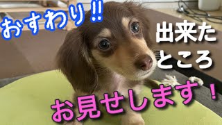 《2021.3.3》おすわり覚えた愛犬るぱん♪♪生後3か月のカニンヘンダックス君 0歳