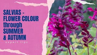 Salvias - Expert Tips on How to Grow These Long-Lasting Garden Flowers
