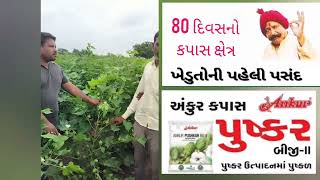 અંકુર પુષ્કર 80 દિવસનું કપાસનું ખેતર