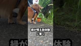 犬は散歩中に自分のおもちゃが落ちてたら気づくの？ #shorts