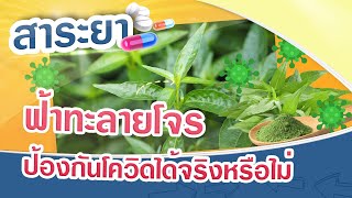 สาระยา | ฟ้าทะลายโจร ป้องกันโควิดได้จริงหรือไม่