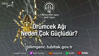 Örümcek Ağı Neden Çok Güçlüdür?