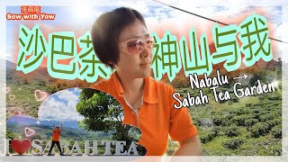 从拿巴鲁到沙巴茶园：神山、茶与我的故事| Nabalu - Sabah Tea Garden| 沙巴昆达山神山之旅 KUNDASANG SABAH TRIP【June 2020】| EP 005