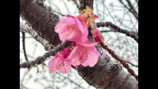 2025土肥桜祭り\u0026土肥金山のライトアップ→11日まで延長の発表がありました！