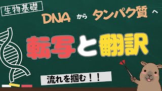 【生物基礎】DNAの転写と翻訳の流れ