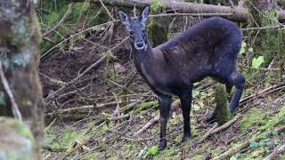 A rare sight of the endangered Himalayan Musk Deer from Bhutan. Bhutan Birding tours.