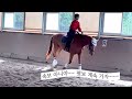 승마 나무 승마스토리 ed샘의 승마수업 디망쉬샘 박진경코치 구보 이행 굴요스쿨 하행이행