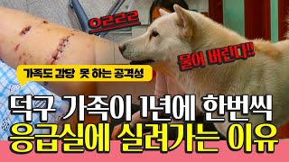 🐕 덕구 가족이 1년에 한번씩 🚑 응급실🚨에 실려가는 이유? 진돗개 공격성❗️ #내강아지의공격성 #진돗개공격 #물림사고