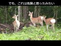 警戒して居るエゾシカ