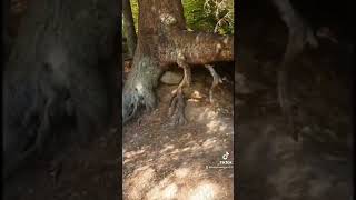 Walking tree caught moving😳 #shorts