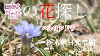 【春の花々】4月　フデリンドウなど全27種類　季節の花探し　栃木県日光市編