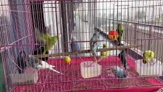 Budgie bird’s available in Bango Pet Gallery