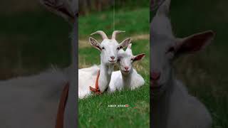 Bakra eid pe Qurbani ibraheem sunnat|| Bakraeidstatus ||Qurbani ||Eid-al-adastatus|| Asmeen_Afreen