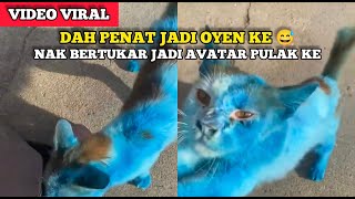 NETIZEN TERHIBUR GELAGAT KUCING BERTUKAR BIRU, PADAHAL BARU 2 HARI KENA TINGGAL