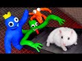 The Best Monster Maze Challenges 🐹 Hamster Adventures In Rainbow Friends Maze