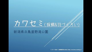 カワセミ採餌\u0026羽づくろい