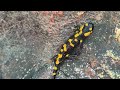 salamandra de foc cel mai frumos amfibian din europa