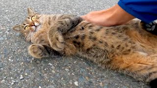 漁港の野良猫たちを撫でると喜んでゴロンゴロン転がってカワイイ