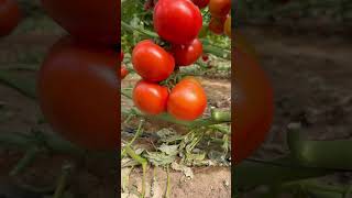 Harvesting tomato #farming #tomatoharvest #garden #tomato #satisfying #gardening #tomatogarden