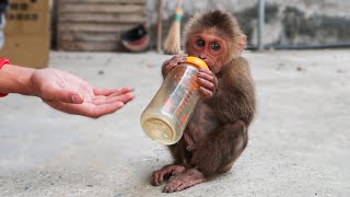 捨てられた新生猿はミルクを吸うことを学ぶ ( Baby monkey )