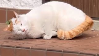 犬派家族に懐いた野良猫に心奪われて家族になった話