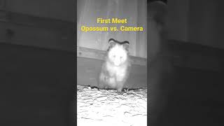 First Meet of Opossum Vs. Camera-Hello Everyone! 北美負鼠001 #shorts #shortvideo  #shortsfunny #opossum