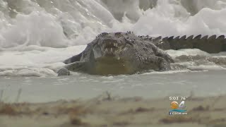 Crews Capture Crocodile On Hollywood Beach