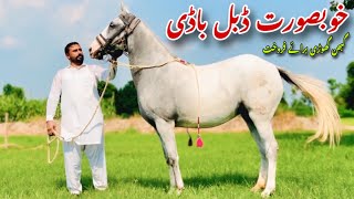 Most Beautiful Double Body Ghabhn Ghodi For Sale | Horse For Sale