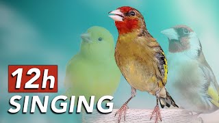 Your Bird will NOT STOP SINGING after this video - 12h Training Song