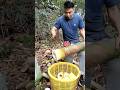 Amazing Sound Of Cutting Bamboo Shoot #farming #bamboo #viral #amazing #bambooshoot #fruit #farmlife