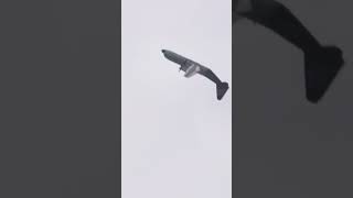 Lockheed Martin LM-100J (C-130J) Flies a Loop at Farnborough #Airshow – AIN #Shorts #military