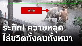 ระทึก! ควายหลุดไล่ขวิดทั้งคน -ทั้งหมา วิ่งหนีฝุ่นตลบ | 10-08-65 | ข่าวเย็นไทยรัฐ