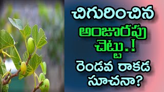 చిగురించిన అంజూరపు చెట్టు! రెండవ రాకడ సూచనా?Fig tree sprouts! Is it the indication of Second coming?