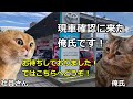 【猫ミーム】中古車を購入した話【ランクルプラド】