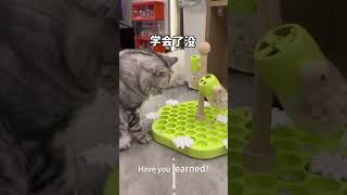 怎么办我好像养了只笨猫 安生:如何呢?#记录猫咪日常 #宅家治愈记,#谁能拒绝傻敢敢的小猫咪 #猫咪的迷惑行头#輕音樂  #輕音樂 #wallpaper #睡眠音樂 #睡眠音乐 #水晶