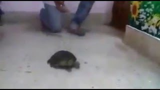 RABBIT --TORTOISE RACE--ആമയും മുയലും ഓട്ട മത്സരം