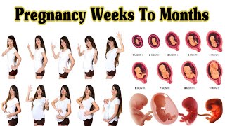Pregnancy Weeks To Months // 1 To 9 Weeks Fetal Developments