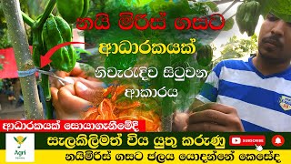 නයිමිරිස් ගසට ආධාරකයක් සිටුවිමෙිදි සැලකිලිමත් විය යුතු කරැණු  | Naimiris | Agri School