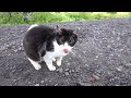 【庭猫】野良猫の白黒と庭猫サキ