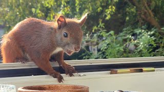 Adorable Squirrels Having Lunch At My Window